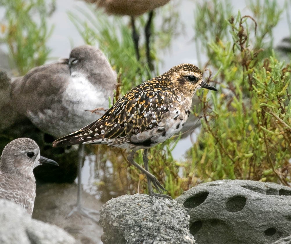 Pacific Golden-Plover - ML642195986