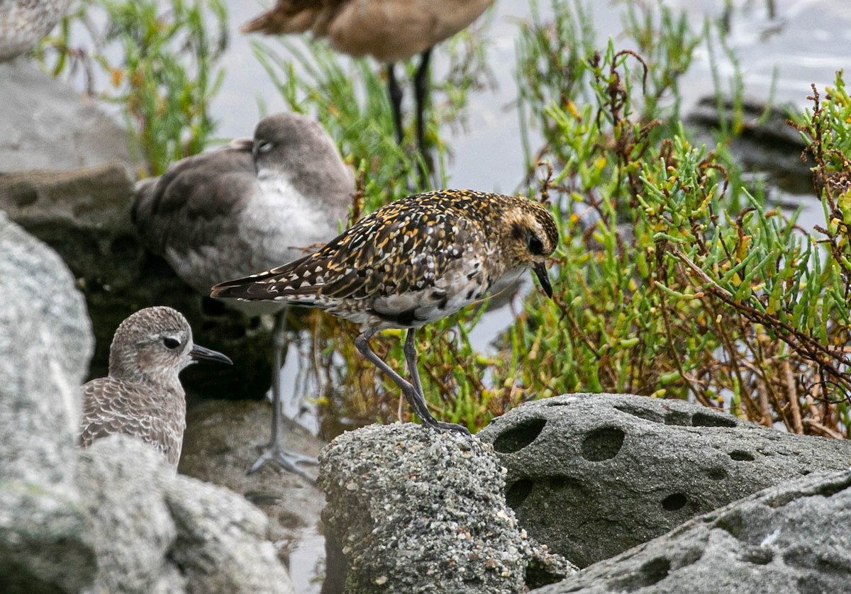 Pacific Golden-Plover - ML642195987