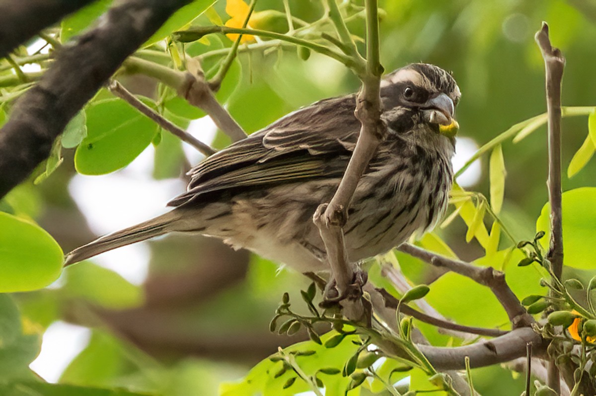 Streaky Seedeater - ML642196003