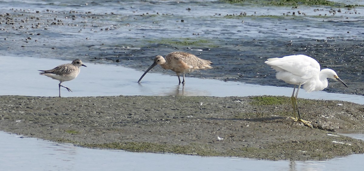 Long-billed Curlew - ML642196005