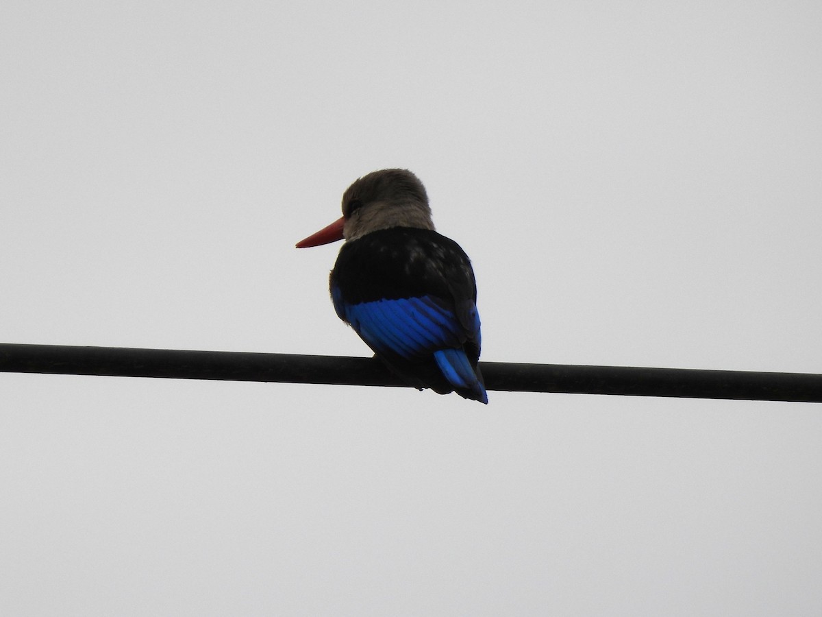 Gray-headed Kingfisher - ML642196006
