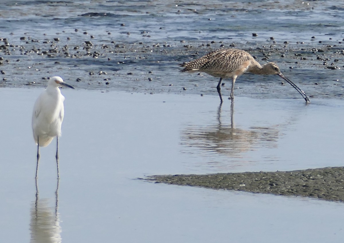 Long-billed Curlew - ML642196008