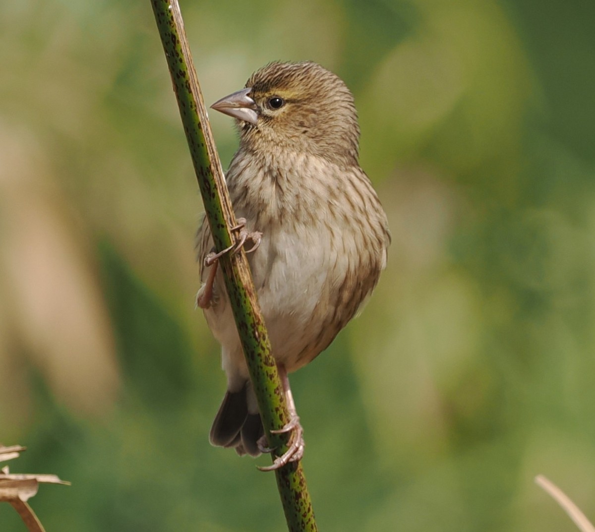 Southern Red Bishop - ML642196009