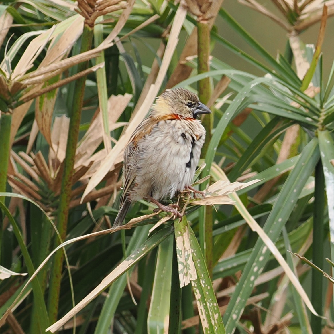 Southern Red Bishop - ML642196011