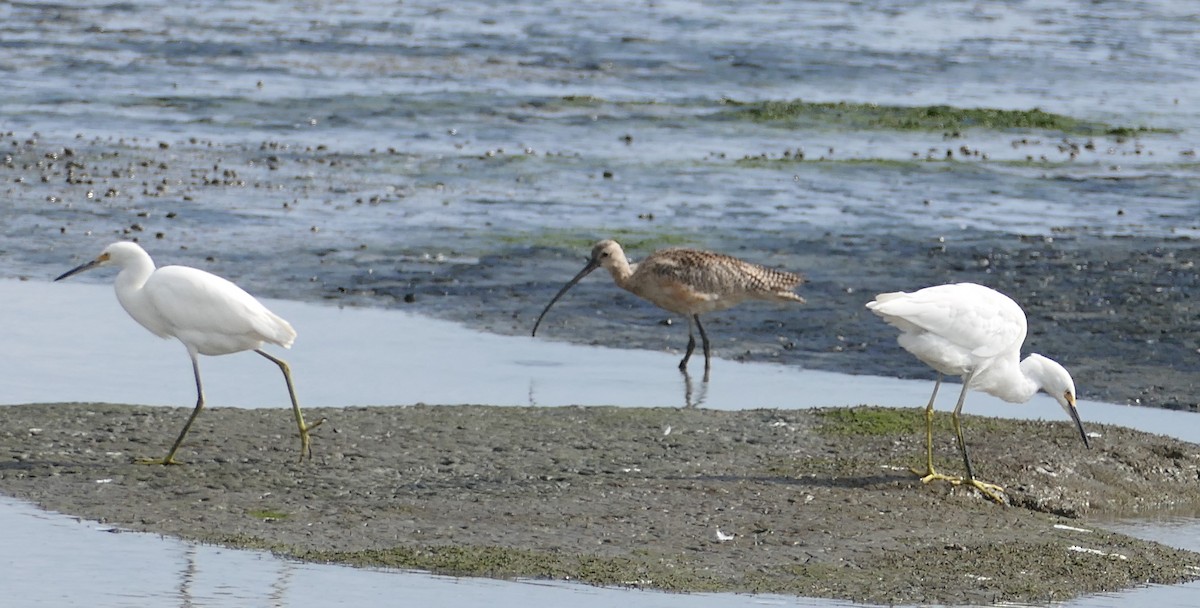 Snowy Egret - ML642196012