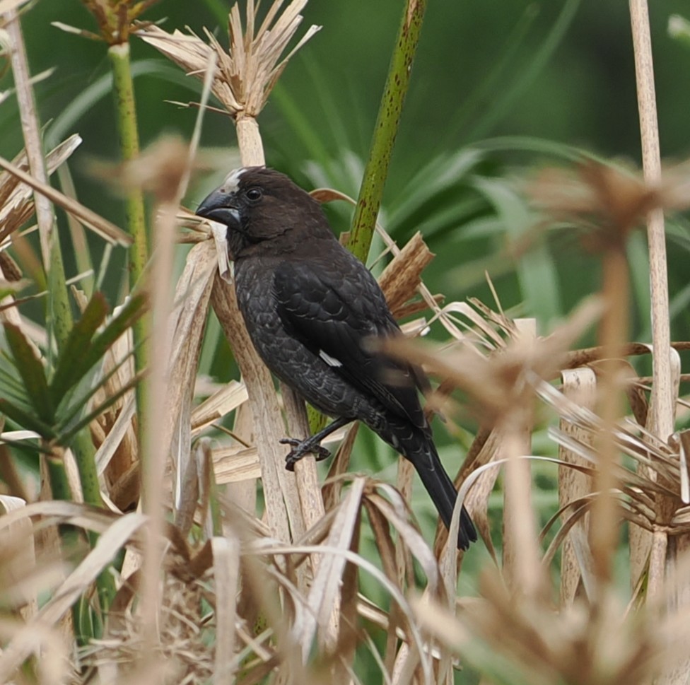Grosbeak Weaver - ML642196015