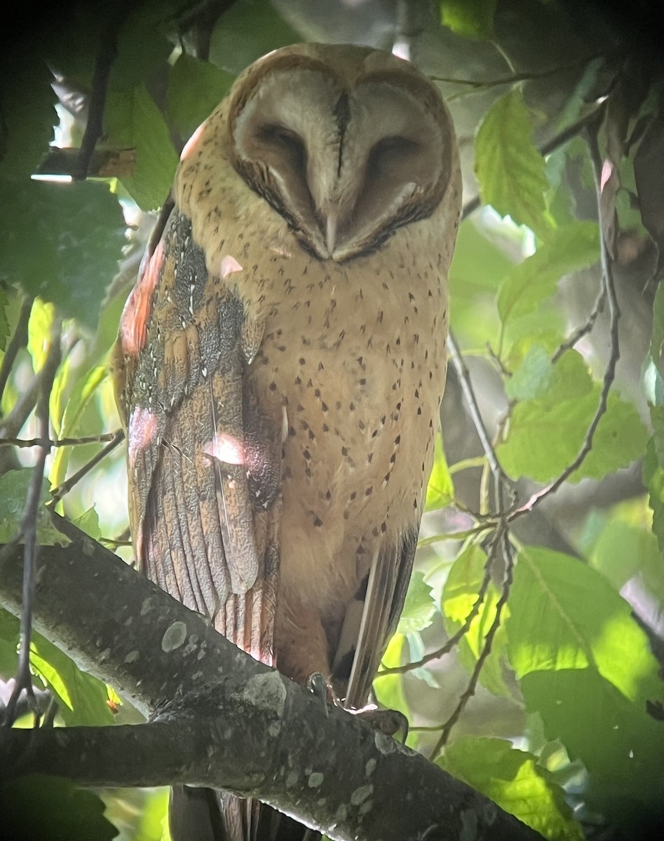 American Barn Owl - ML642196016