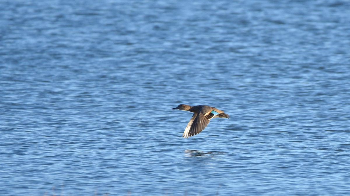 Green-winged Teal - ML642196022