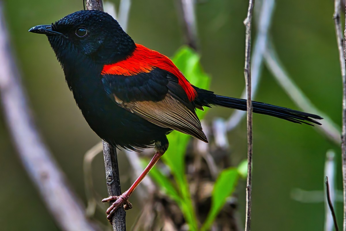 Red-backed Fairywren - ML642196023