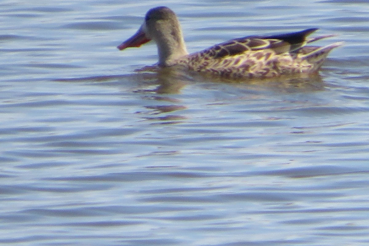 Northern Shoveler - ML642196024