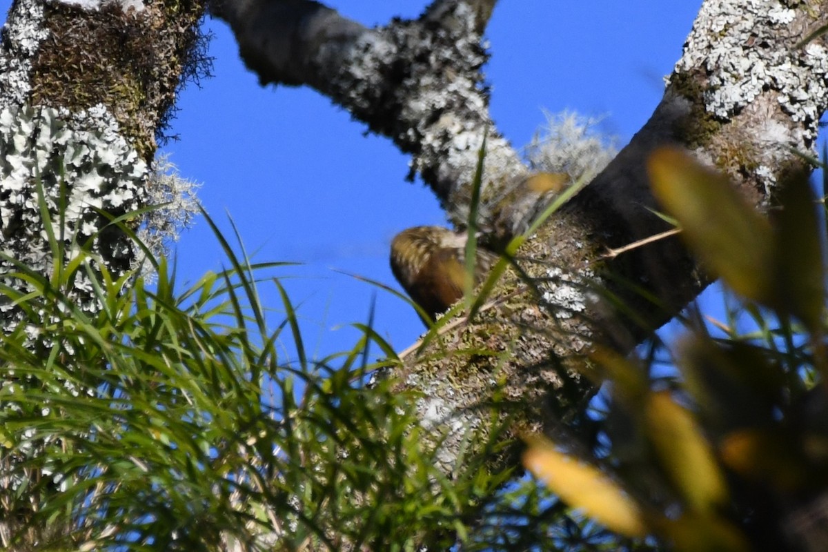 Scalloped Woodcreeper - ML642196025