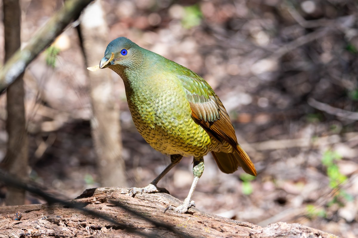 Satin Bowerbird - ML642196027