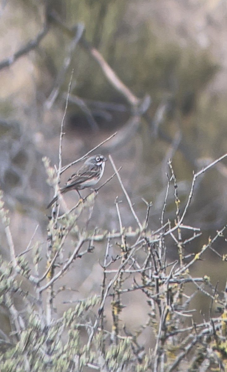 Bell's Sparrow - ML642196030