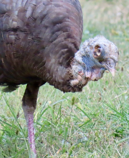 Wild Turkey - ML642196031