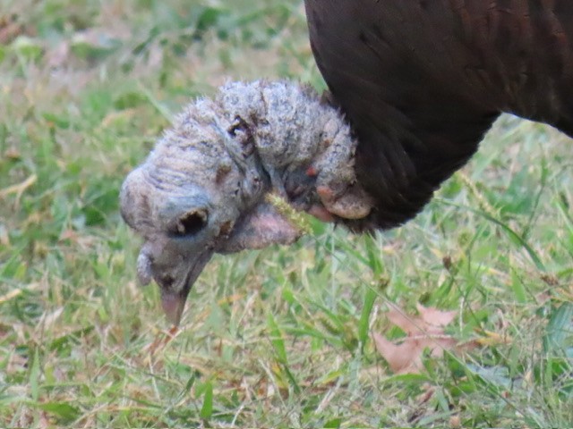 Wild Turkey - ML642196032