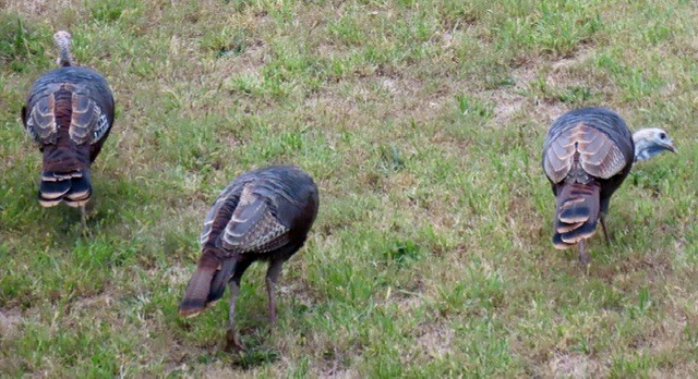 Wild Turkey - ML642196033