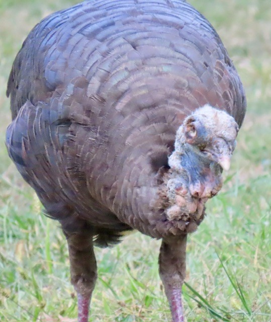 Wild Turkey - ML642196034