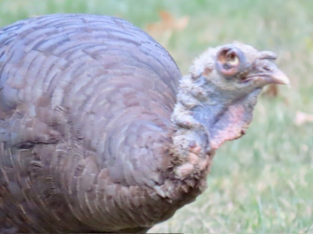 Wild Turkey - ML642196035