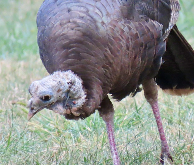 Wild Turkey - ML642196038