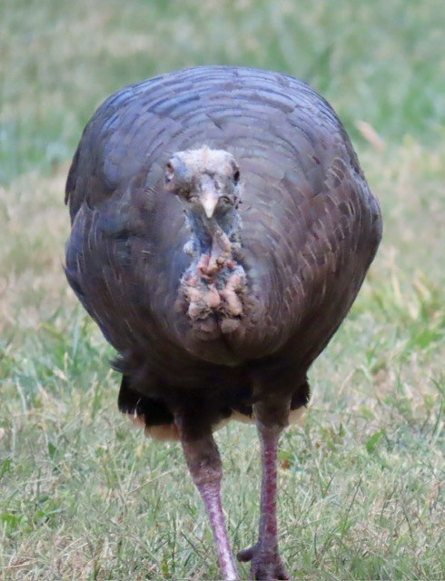 Wild Turkey - ML642196041