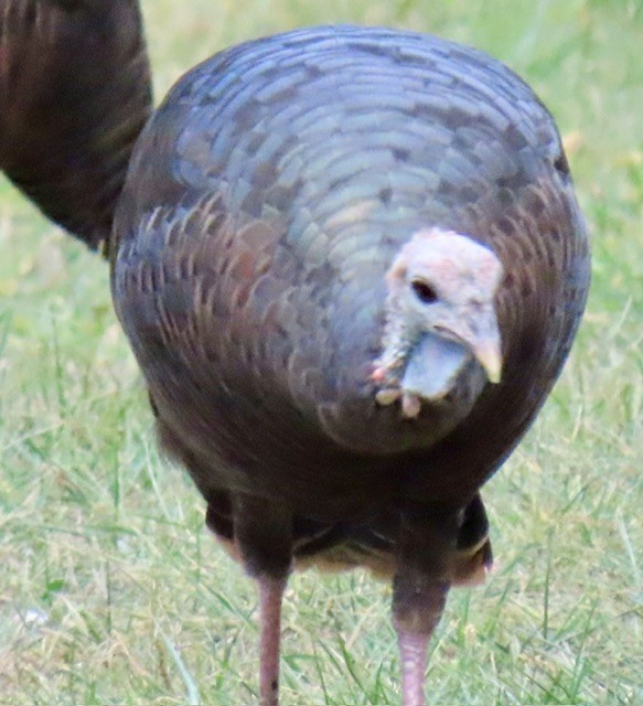 Wild Turkey - ML642196042