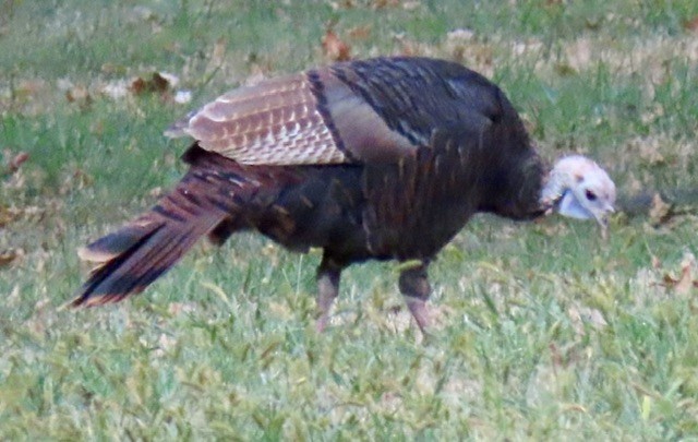 Wild Turkey - ML642196043