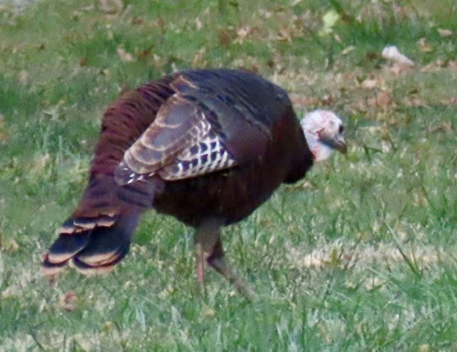 Wild Turkey - ML642196044