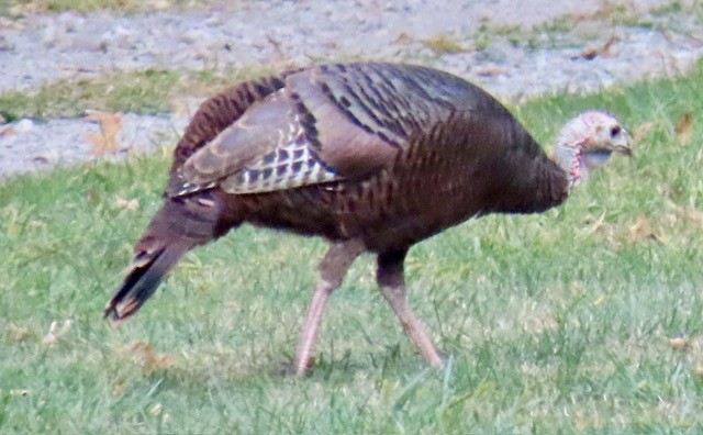 Wild Turkey - ML642196045
