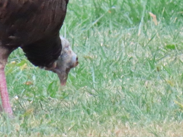 Wild Turkey - ML642196046