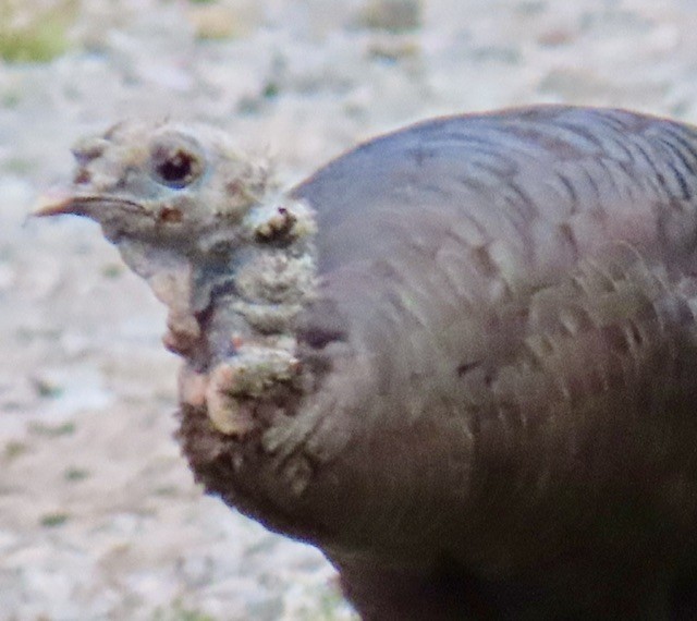 Wild Turkey - ML642196047