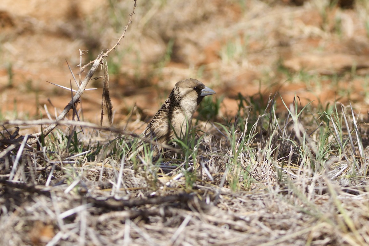 Sociable Weaver - ML642196051