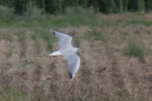 Black-headed Gull - ML642196055