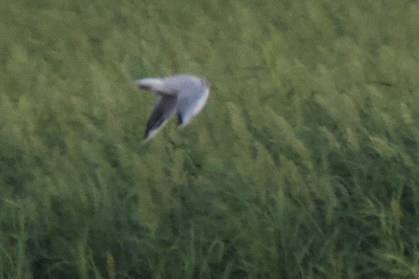 Black-headed Gull - ML642196058