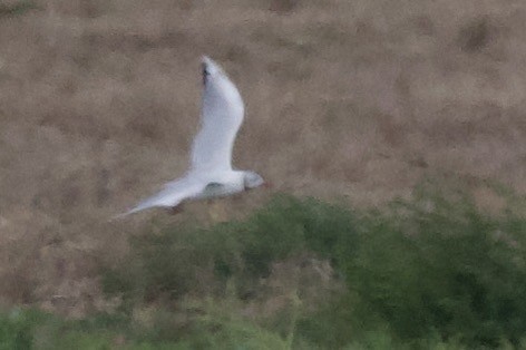 Black-headed Gull - ML642196060