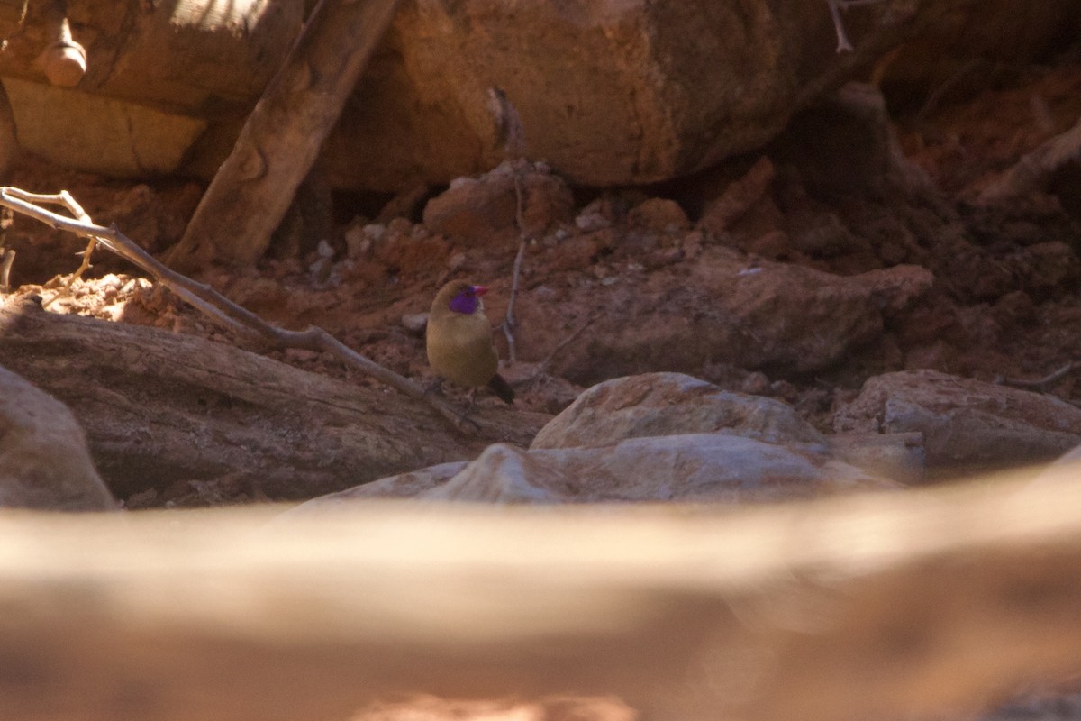 Violet-eared Waxbill - ML642196061
