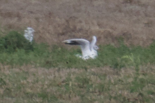 Black-headed Gull - ML642196062