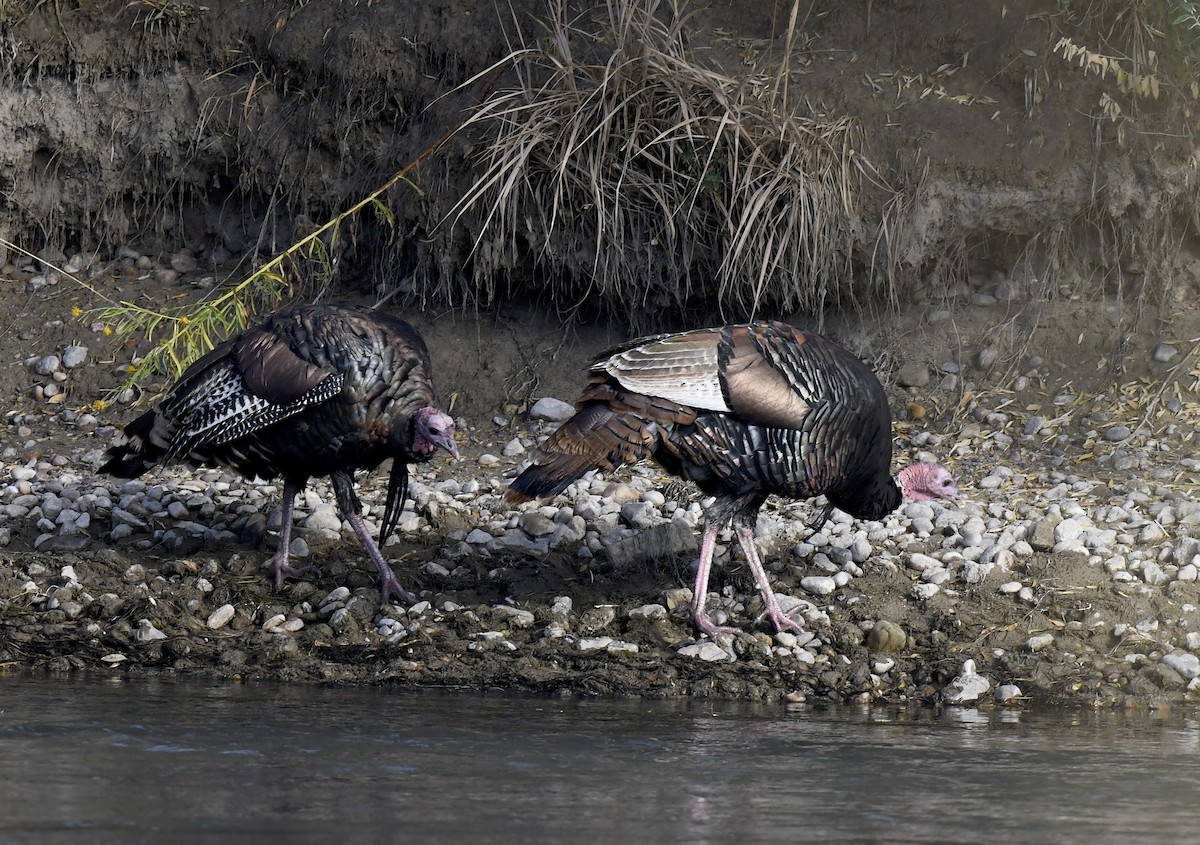 Wild Turkey - ML642196073