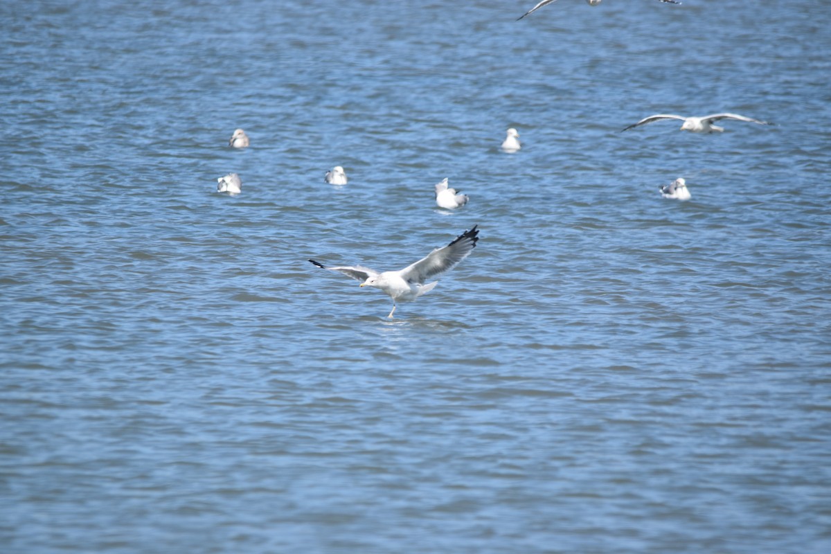 California Gull - ML642196074