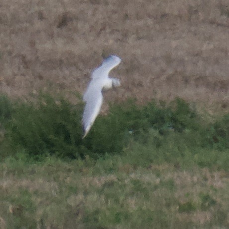 Black-headed Gull - ML642196075