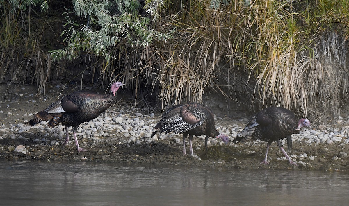 Wild Turkey - ML642196076