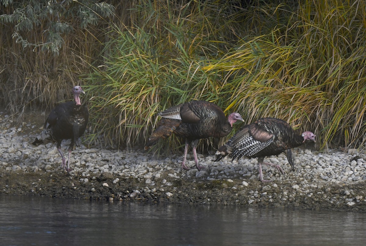 Wild Turkey - ML642196077