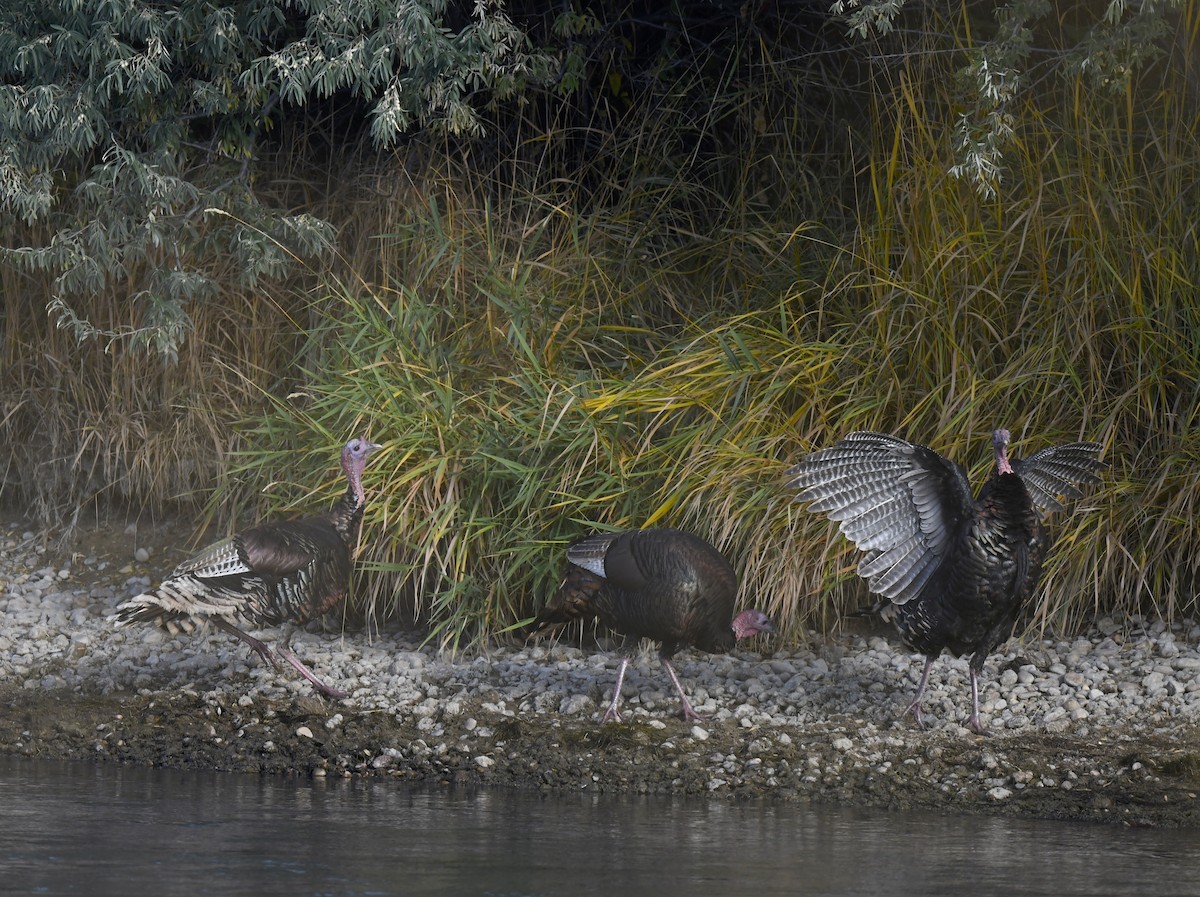 Wild Turkey - ML642196078