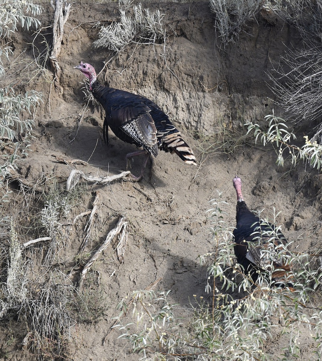 Wild Turkey - ML642196079