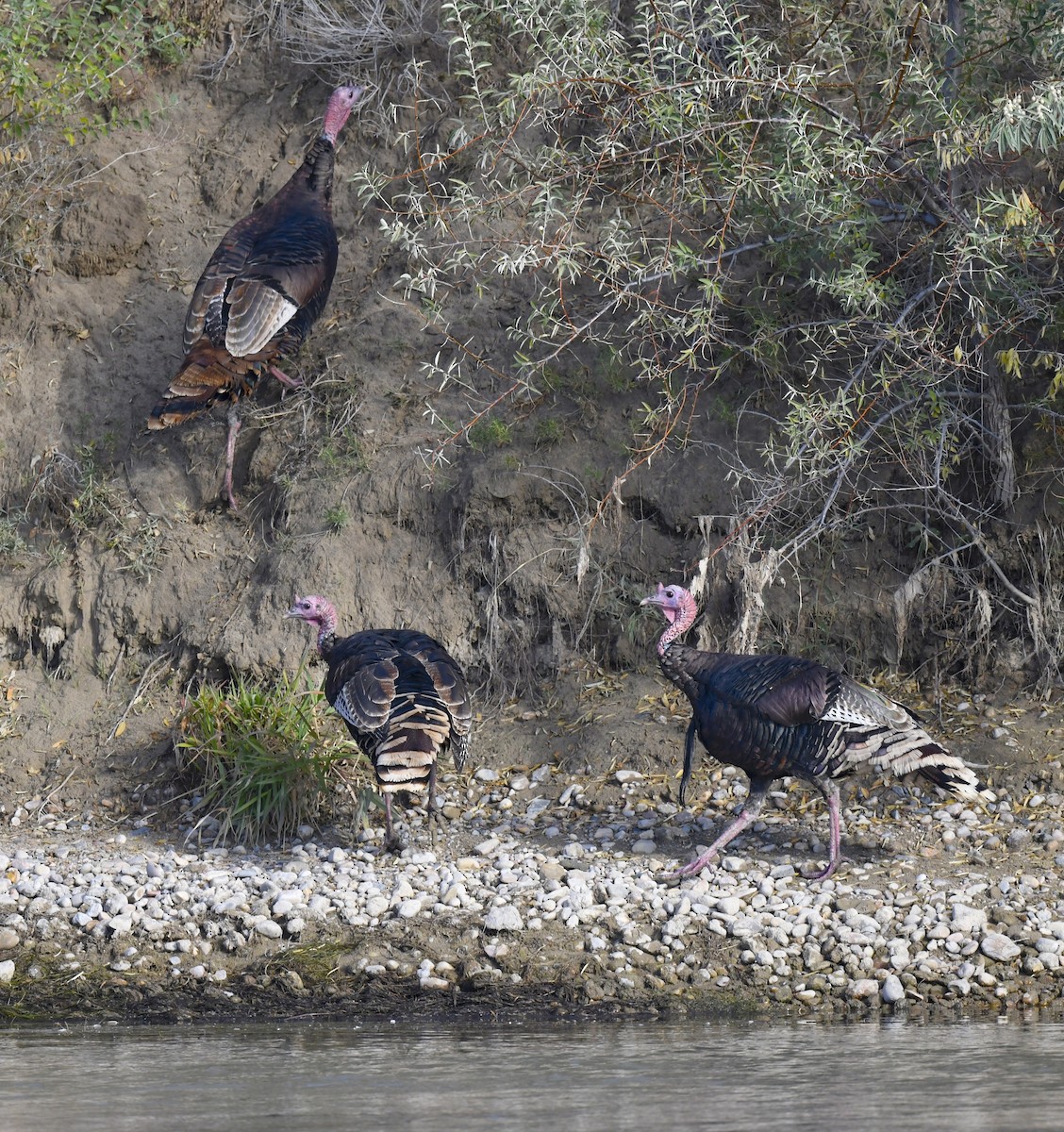 Wild Turkey - ML642196080