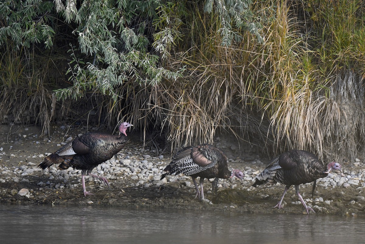 Wild Turkey - ML642196081