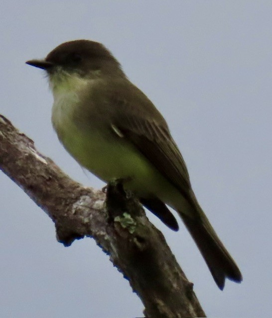 Eastern Phoebe - ML642196083