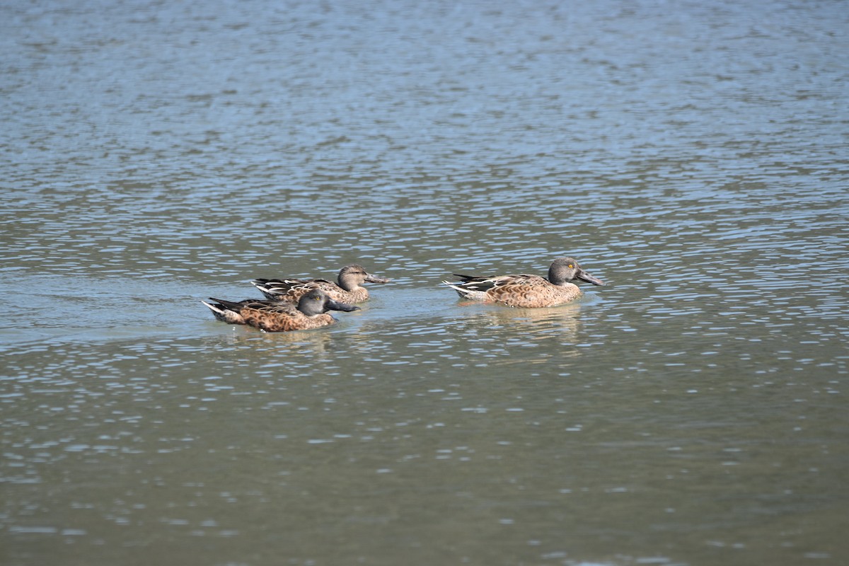 Northern Shoveler - ML642196084
