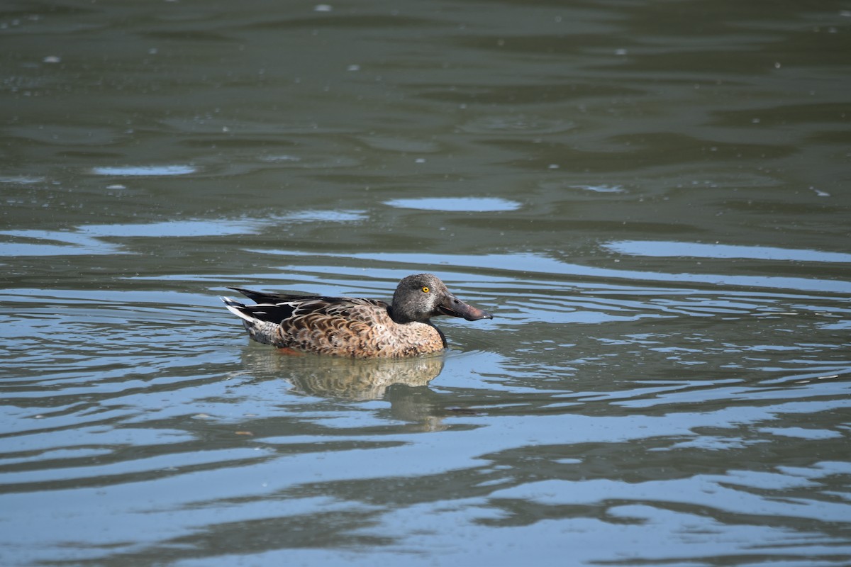 Northern Shoveler - ML642196085