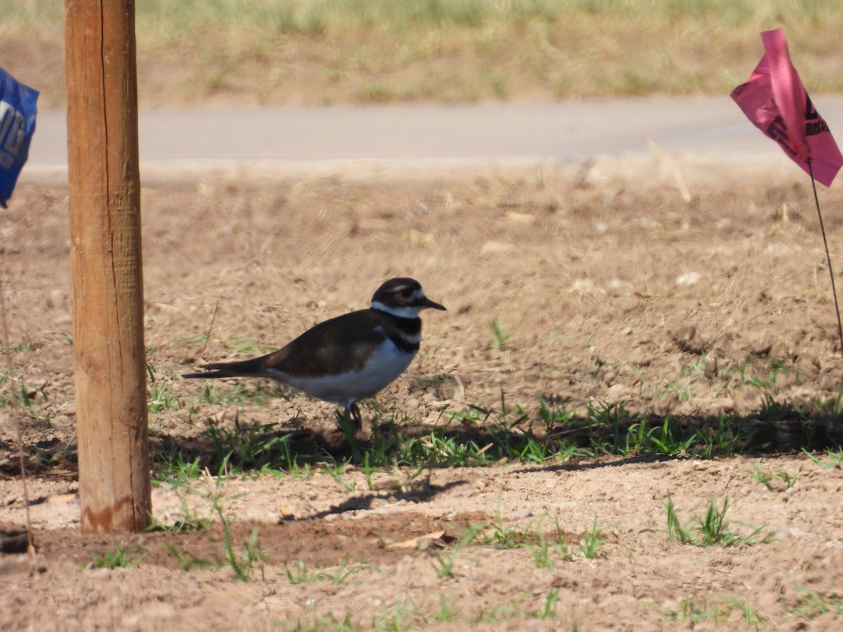 Killdeer - ML642196086