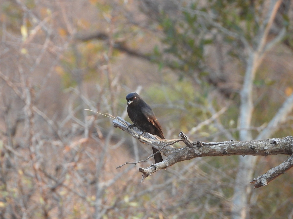 Fork-tailed Drongo - ML642196087